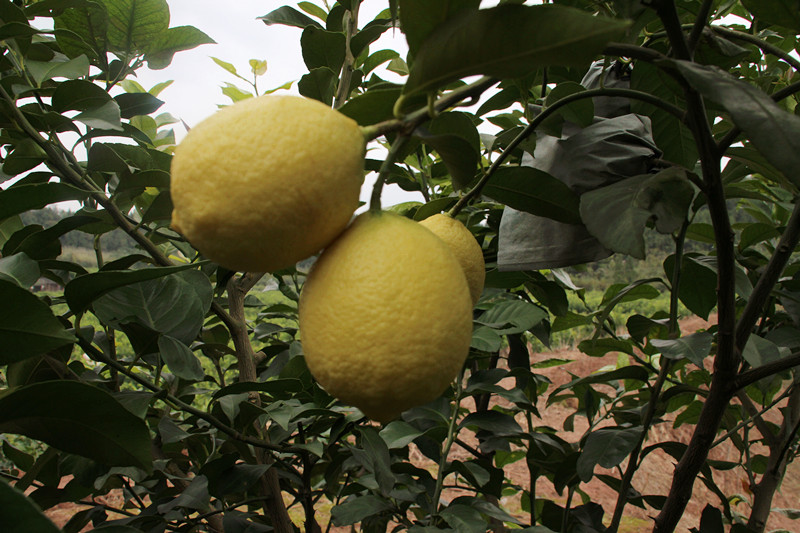 有(yǒu)機(jī)綠(lǜ)色黃(huáng)檸