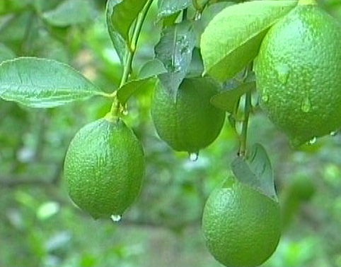 有(yǒu)機(jī)綠(lǜ)色青檸